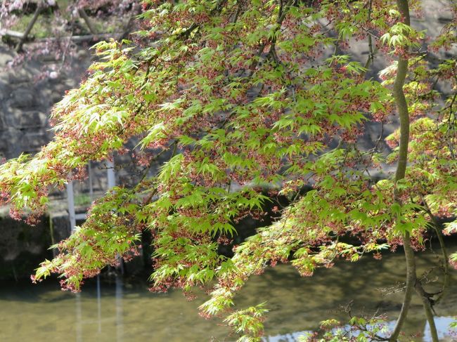もみじの葉も、日光にキラキラ♪