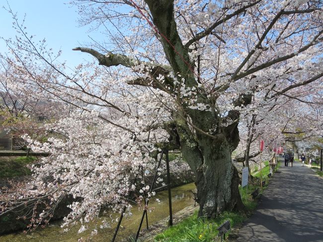 毎年、ご近所の方が管理をして下さってるおかげで、綺麗な桜が見られるのですからヽ(^o^)丿