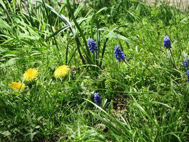 タンポポとムスカリ♪