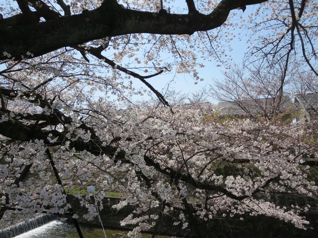 さくら〜　さくら〜♪<br /><br />昔、トルコ旅行に行った時に、であったドイツ人のグループが、私たちにこの歌を歌ってくれました(*^_^*)<br />嬉しかったなぁ〜！！！