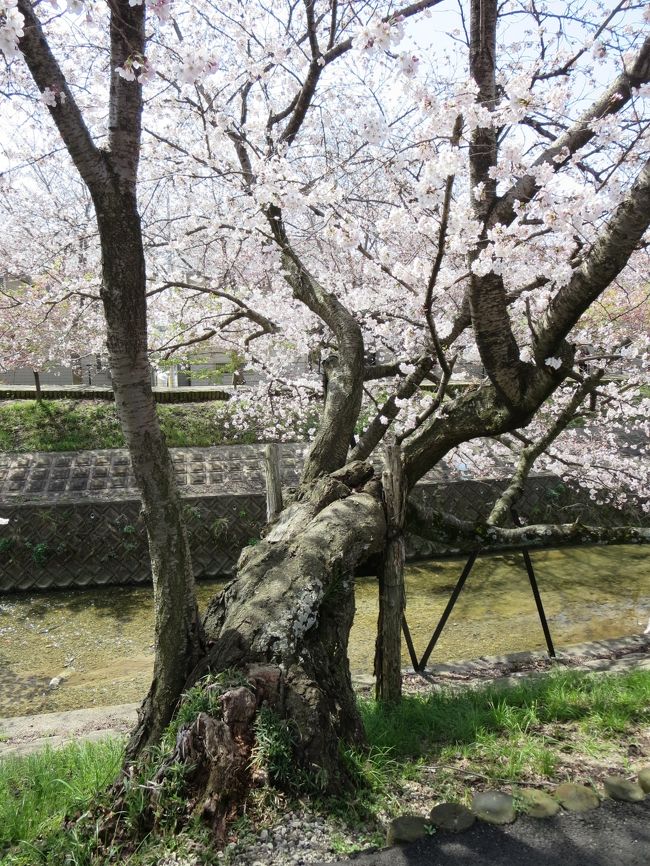 去年の春、オランダに行った時に、結構桜が咲いていて、嬉しかったのも覚えています♪