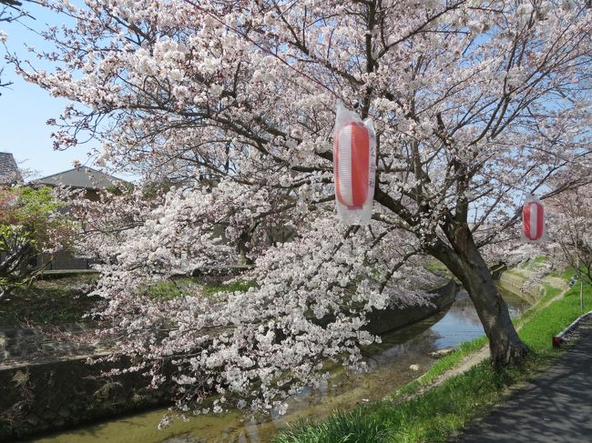 今年の春は、バルト三国とポーランドに行くのですが、ちょっと時期が遅いから、桜は見られないかな・・・。<br /><br />そもそも、桜ってあるのかな？！