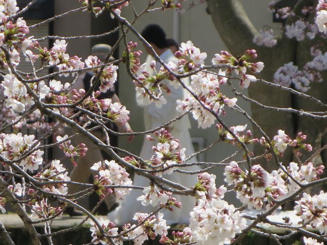 あ、さっきの結婚式のカップルだ♪