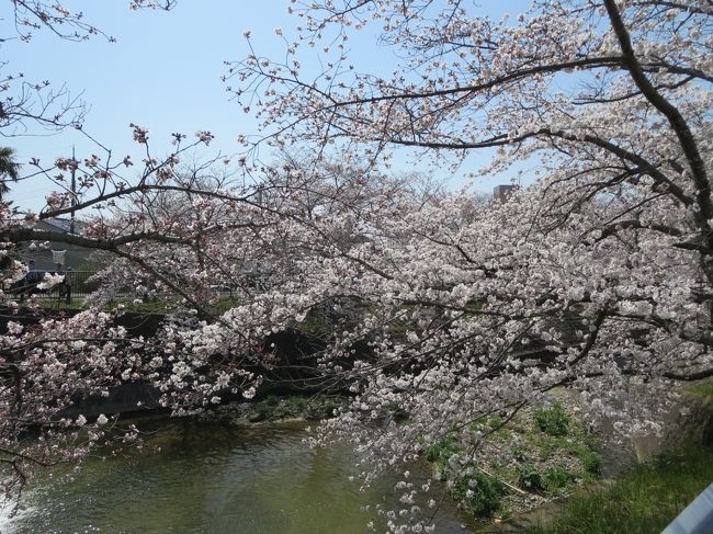 梅も可愛くて好きですが、この風景を見ると、いつも「桜はやっぱり一番好き！」って思っちゃうんですよね♪<br /><br />どっちも好きなんですけどね(^_-)-☆