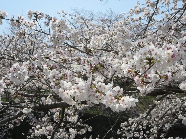 よく見ると、何個かのお花が、グループのように固まっています。