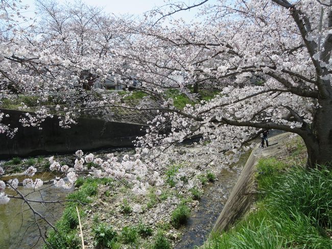 桜の花びらの家族なのかな？！