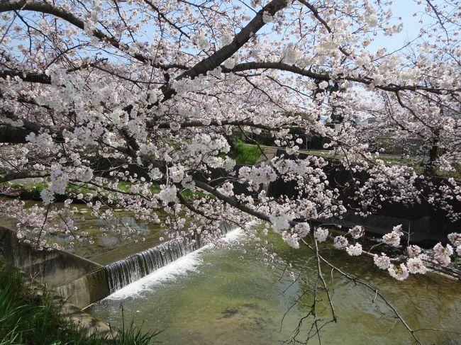 もう一度、水面に写る桜に挑戦！<br /><br />んー、微妙ですね(>_<)<br />もっと、練習せねば！！！
