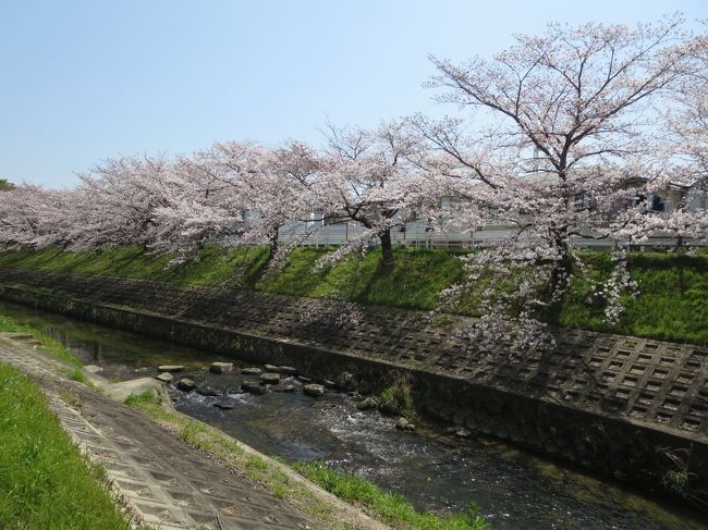 カラスや、ヒヨ（ムクドリかな？）が、木々の間を飛んでいます。