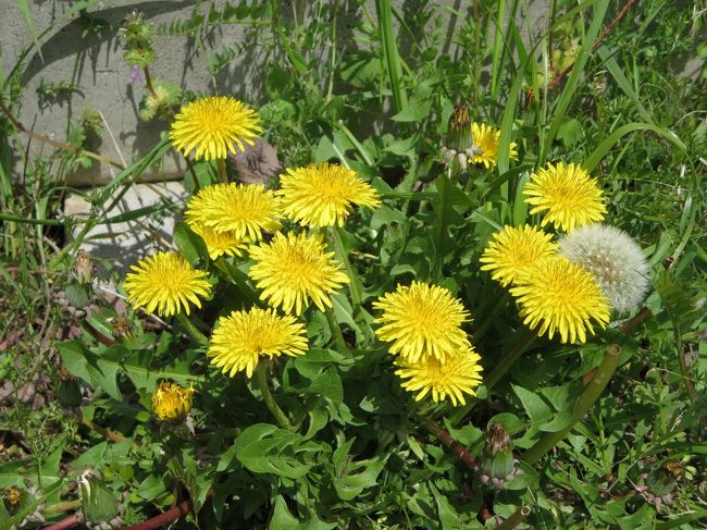 タンポポの集団（笑）。<br /><br />あ、もう綿毛になってるのもありますね！