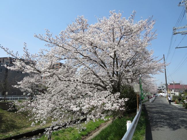 今年も、綺麗に咲いてくれて、本当にありがとうヽ(^o^)丿<br /><br />来年も、来るからね♪