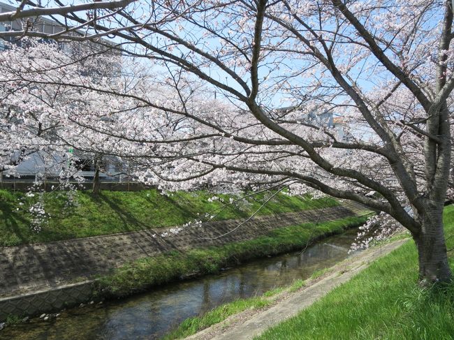 青空に、ほぼ満開の桜♪