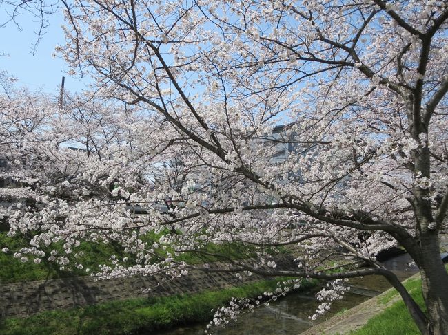 日本の春は、やっぱり最高だと思います(*^_^*)
