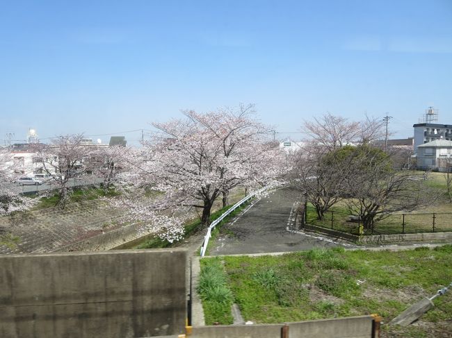 帰りの近鉄電車の中から、佐保川沿いの桜をぱちり♪