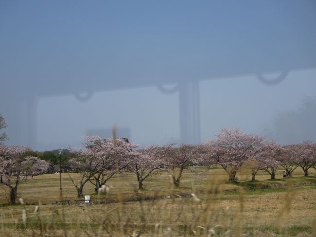 こちらは、平城旧跡の桜です。