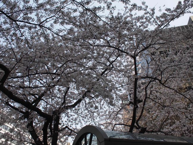 満開のようですね。