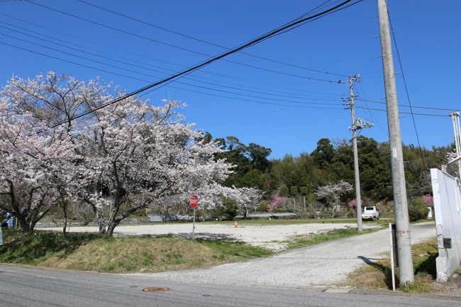 青空で駅近くに咲いていた桜も綺麗です。