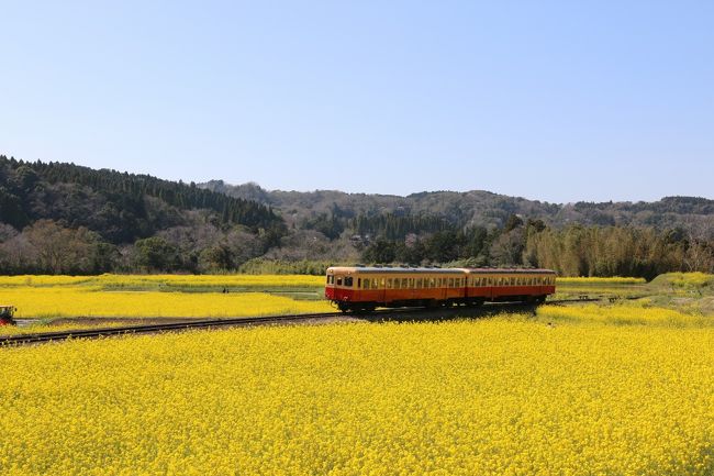 ちょっとすると電車が！撮り鉄はこれを待っていました。菜の花畑の中をローカル線が走って行くということで撮り鉄には人気スポットのようです。