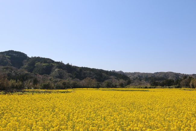一面に広がっている菜の花畑は圧巻。