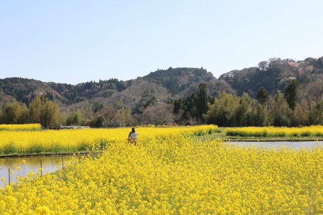 菜の花畑でつかまえて〜〜〜?。微笑ましいですね。