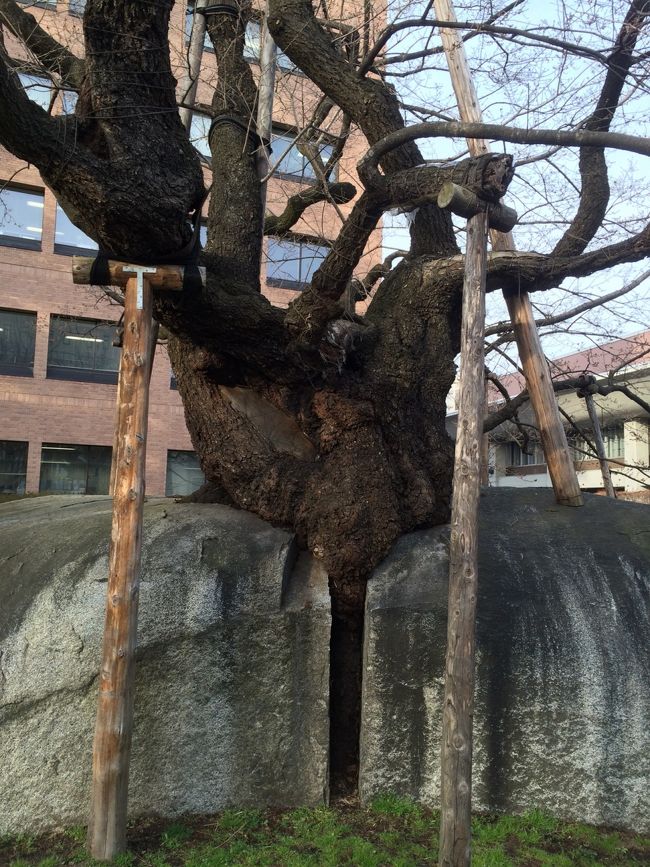 見事に割れてました（笑）