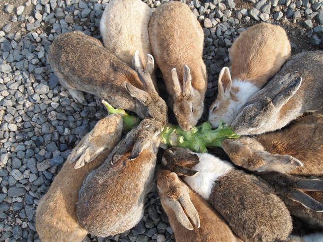 ２０１５ ウサギの楽園 大久野島に春が来た マッサンの故郷 竹原 竹原 広島県 の旅行記 ブログ By ちゃみおさん フォートラベル