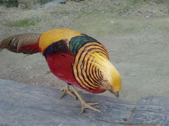 掛川の花鳥園 掛川 静岡県 の旅行記 ブログ By トンボさん フォートラベル