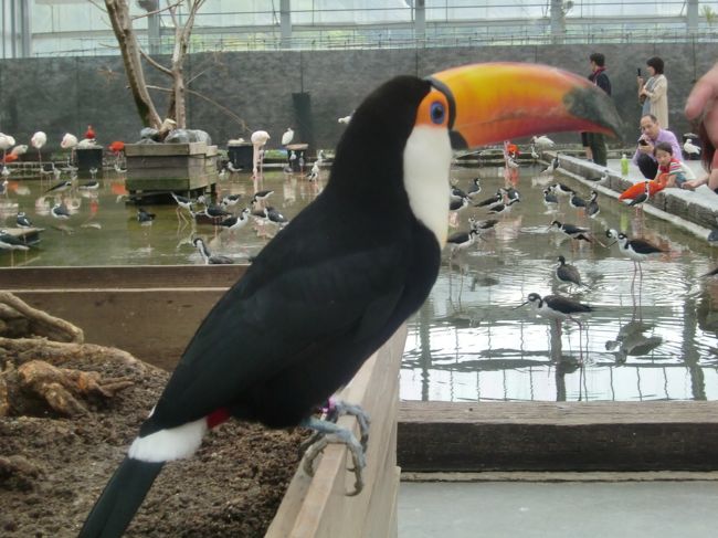 掛川の花鳥園 掛川 静岡県 の旅行記 ブログ By トンボさん フォートラベル 掛川の花鳥園 掛川 静岡県 の旅行記 ブログ By トンボさん フォートラベル