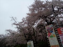 14:10
鶴舞公園 花まつり