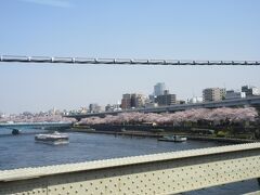 隅田川沿いの桜