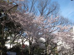 旧甲州街道は桜が満開です。