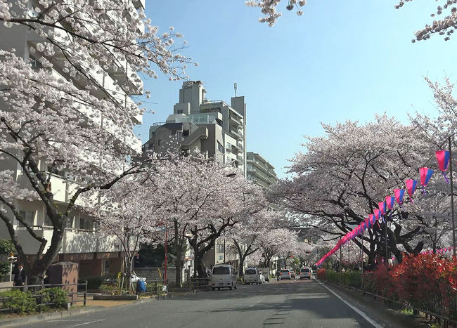 2015年お花見 東京 播磨坂の桜並木と荒川 小松川千本桜 浅草 東京 の旅行記 ブログ By Mollyさん フォートラベル 2015年お花見 東京 播磨坂の桜並木と荒川 小松川千本桜 浅草 東京 の旅行記 ブログ By Mollyさん フォートラベル