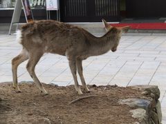 １０：００
奈良公園の鹿を眺めつつ