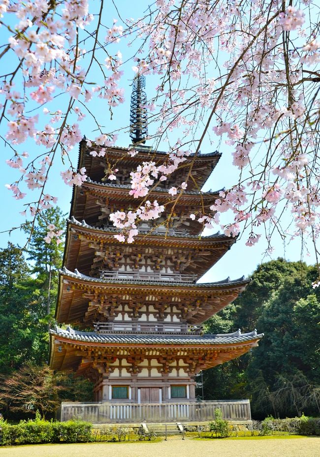 芳葩爛漫 桜紀行 醍醐寺③伽藍(エピローグ)』伏見(京都)の旅行記