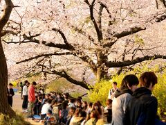 上智大学側のソフィア通り