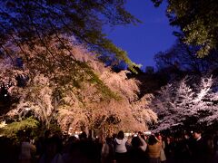 六義園 しだれ桜 