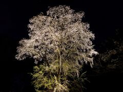 しだれ桜 ?

正門近くの しだれ桜 は落花していましたが、こちらの しだれ桜 ? はまだまだ OK
山の中の一本桜のように 夜空に 凛として立っていました。