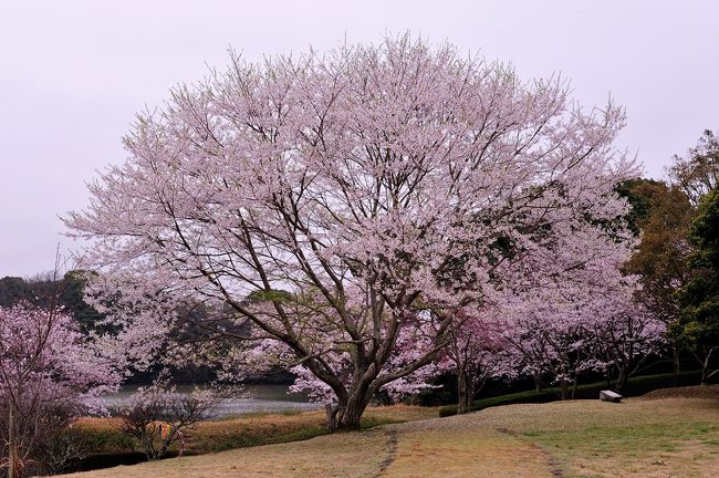 流行り の ブランド  風土記の丘』宇佐・豊後高田(大分県)の旅行記・ブログ by 人文