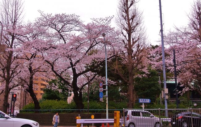 東京ぶらり散歩 桜を求めて御茶ノ水から上野へ お花もいいけどスイーツも 神田明神編 水道橋 東京 の旅行記 ブログ By まめ猫さん フォートラベル