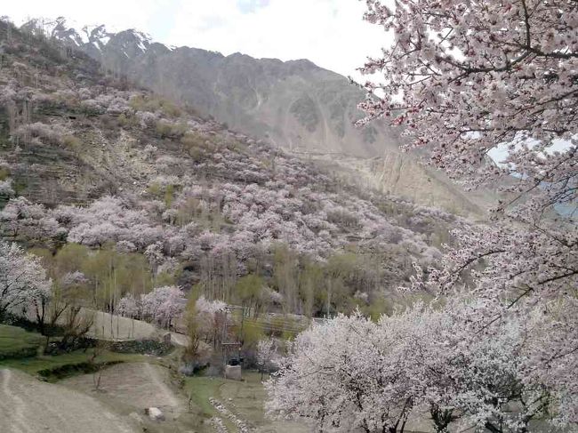こちらは後日、友人から送ってもらったアプリコットの花が満開のフンザの写真。<br />キレイ…☆