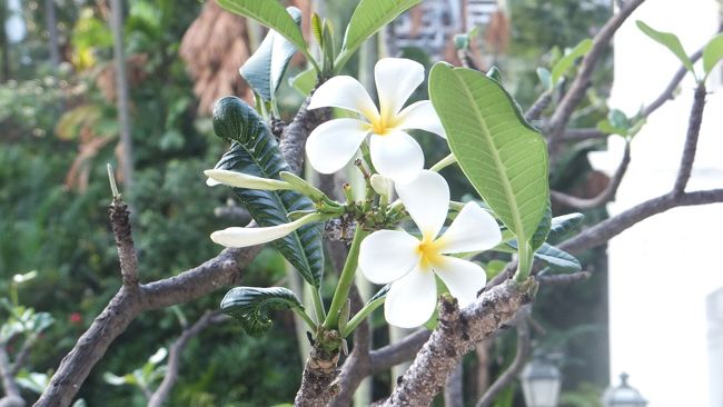 「プルメリア」。<br /><br />白い花でいい香りがします。<br />東南アジアに多く、香水の原料にもなるそうです。<br /><br />赤やピンクもあるようです。<br /><br />