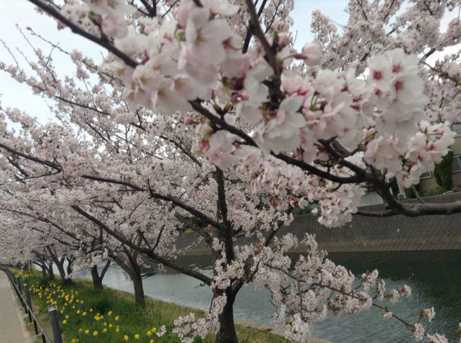 こちらは前日たまたま通りかかった川辺の桜  今年は晴天の下の桜見てないな‥