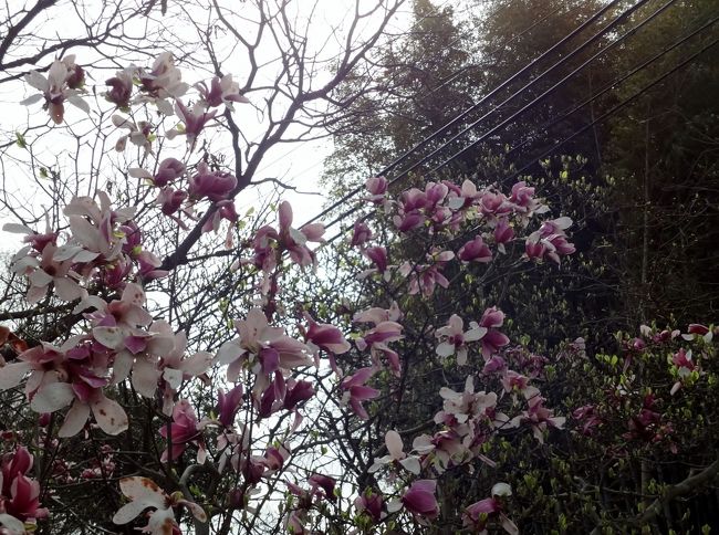 春爛漫、桜も満開になったので 今日は奈良まで桜狩りです。<br />まずは、五色椿のある白毫寺です。<br /><br /><br />