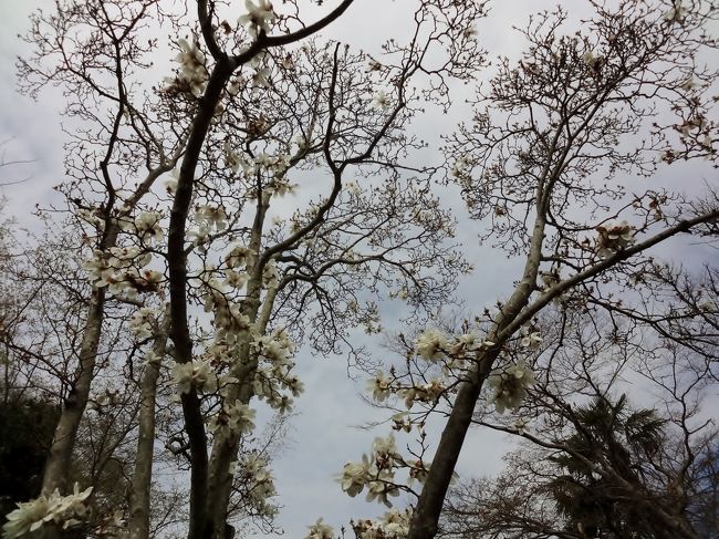 高円山・白毫寺は、天智天皇の皇子・志貴皇子の別荘を寺院とした説、岩淵寺の別院説などあり、その縁起は定かではありません。<br />でも、「石走る垂水の上のさわらびの萌え出ずる春になりにけるかも」の作者である皇子が、大和の山々を見下ろす丘の上に別荘を建てたとの説が　いちばん浪漫的ですね。<br />