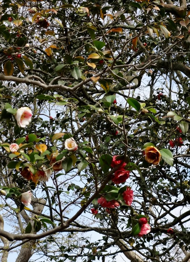 樹齢450年の古木だけあり咲く花の数は少なくなっていますが、紅白に加え黄色や薄紅の花を咲かせ 今も私たちを楽しませてくれています。