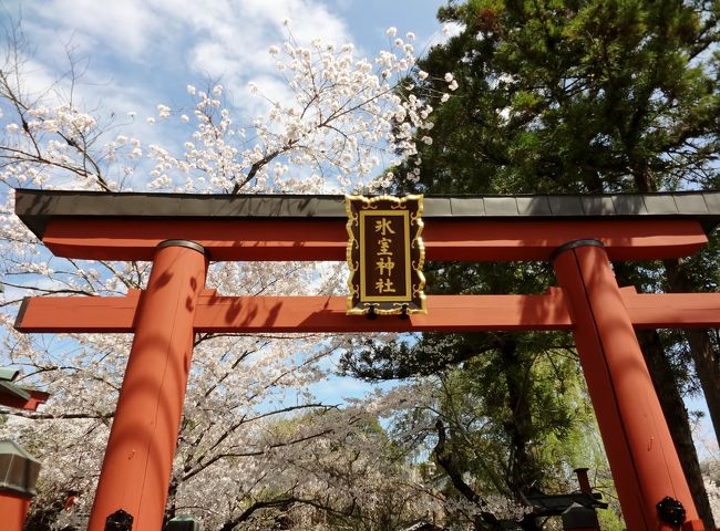 ここは　嘗ては「氷室」の名の通り　氷の神を祭神とした神社ですが、今は桜の名所です。