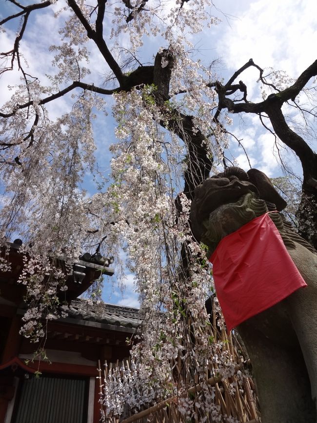 右の狛犬さん、あ・うん。