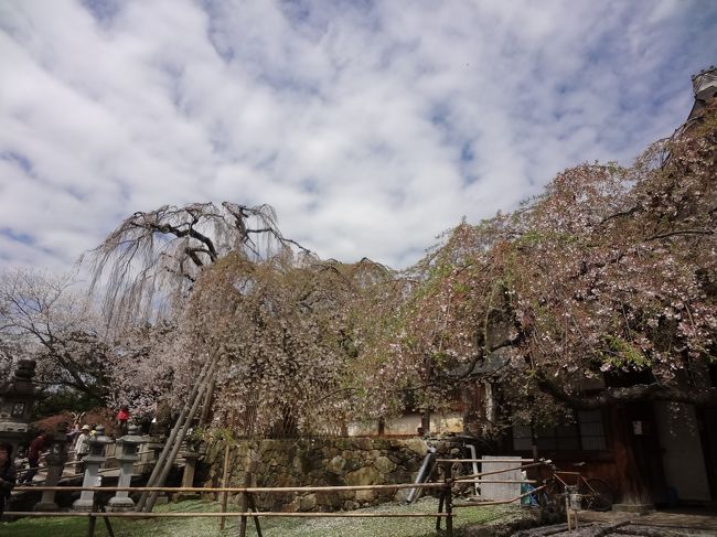 外国人観光客の皆さんも大勢お見え、中国語が飛び交い 英語等の欧米語は数えるほどです。