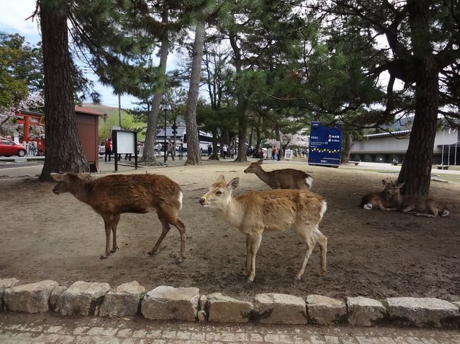しかし、大陸パワーに押されがちな日本人(人類)に比べて、鹿たちは偉かった！<br /><br />表向きは丁寧な御辞儀をしながらも、有無を言わせぬ無言の圧力で中国人観光客の財布を開かせ「鹿せんべい」を買わせまくる。<br /><br />
