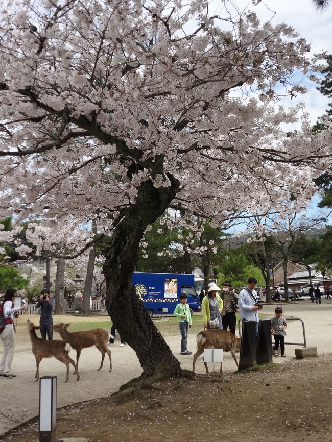 一人っ子政策で「小皇帝」と称される中国のお子さま方にガンガンとせんべいをねだり、お子さま方を大号泣させる。