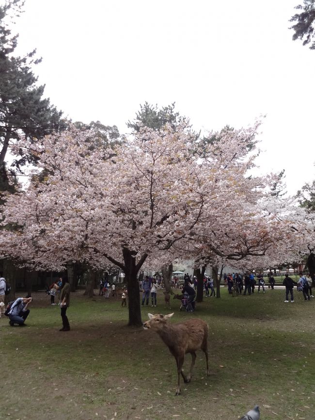 ついでに、世界一 気が強いと評判の中国女性相手に、Ｔシャツの裾を噛んだり背後からツンツンしたりで 彼女達に黄色い悲鳴をあげさせ　セクハラ三昧。<br />
